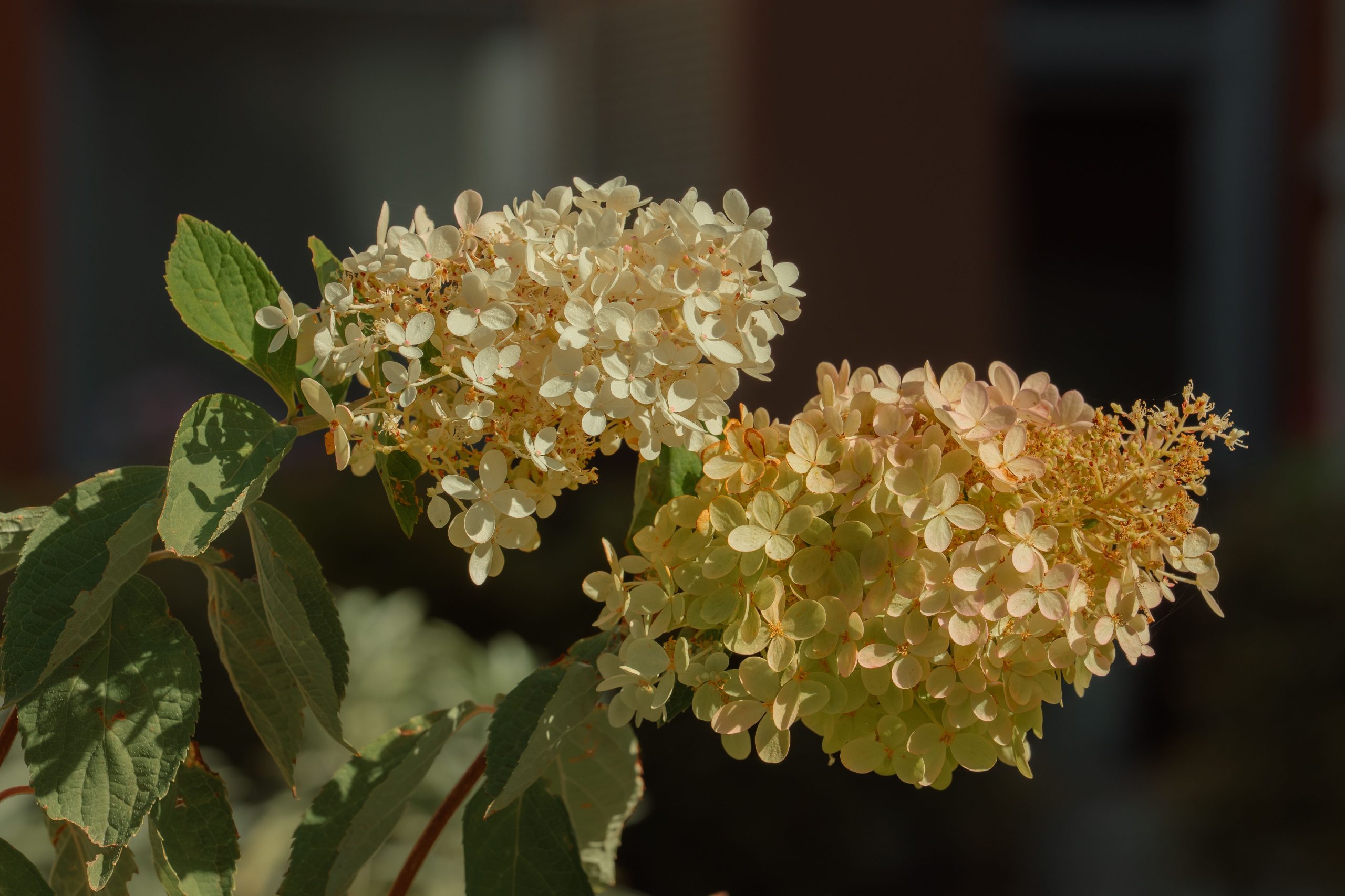 Fleurs hortensia délicates en lumière naturelle