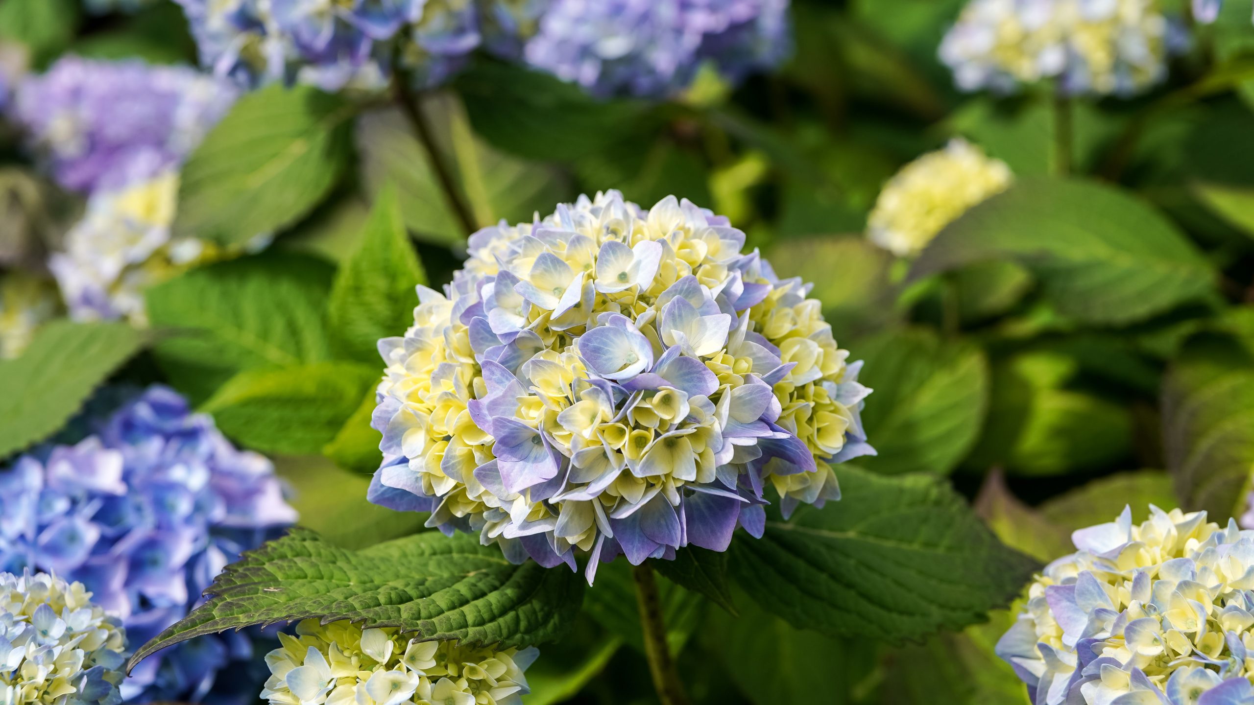 Hortensias en fleur dans jardin extérieur